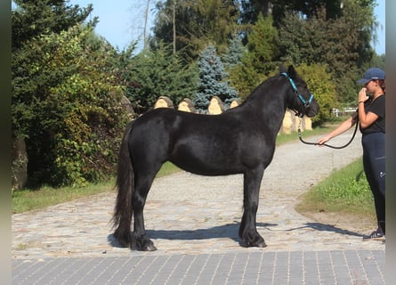 Kuc Fell, Klacz, 1 Rok, 145 cm, Może być siwy