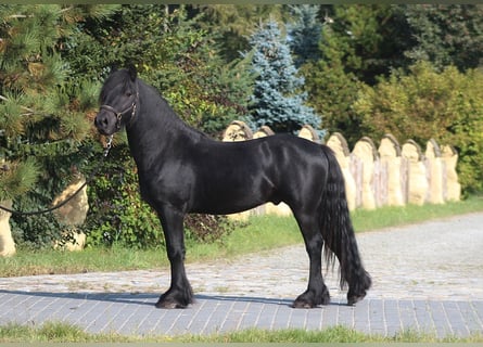 Kuc Fell, Wałach, 4 lat, 145 cm, Kara