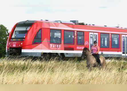Kuc islandzki, Klacz, 10 lat, 142 cm, Bułana