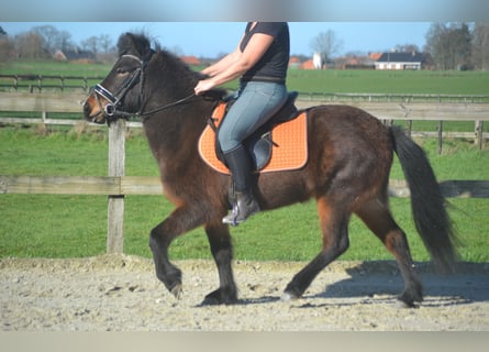 Kuc islandzki, Klacz, 12 lat, 130 cm, Gniada