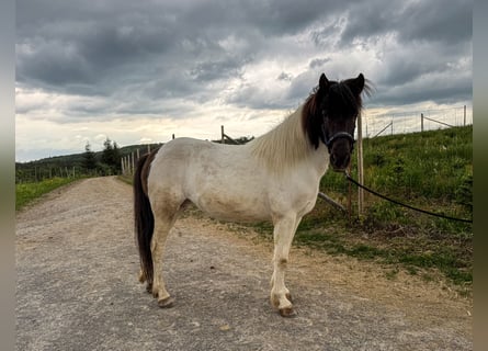 Kuc islandzki, Klacz, 12 lat, 137 cm, Srokata