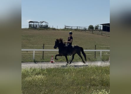 Kuc islandzki, Klacz, 12 lat, 143 cm, Kara