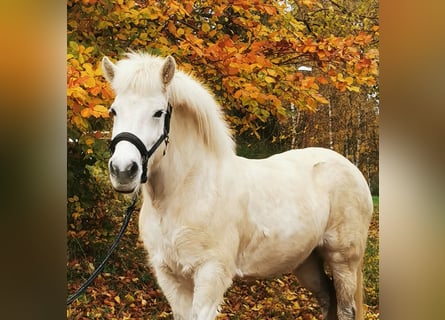 Kuc islandzki, Klacz, 13 lat, 140 cm, Siwa