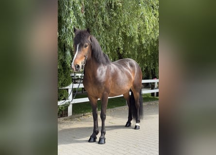 Kuc islandzki, Klacz, 13 lat, 146 cm, Gniada