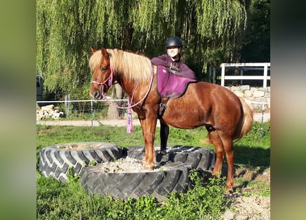 Kuc islandzki Mix, Klacz, 15 lat, 138 cm