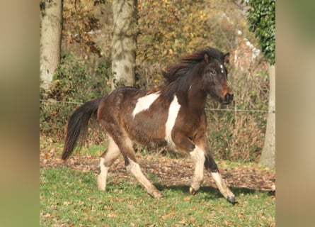 Kuc islandzki, Klacz, 2 lat, 140 cm, Srokata