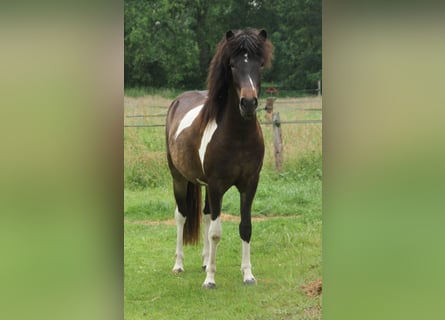Kuc islandzki, Klacz, 2 lat, 140 cm, Srokata