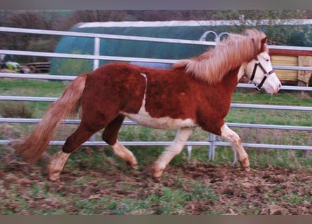 Kuc islandzki, Klacz, 3 lat, 138 cm, Biała