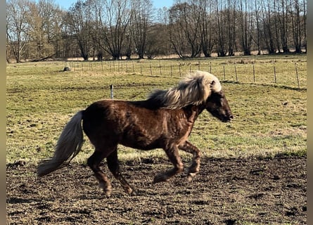 Kuc islandzki, Klacz, 3 lat, 139 cm