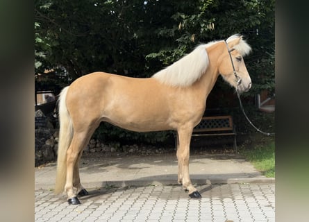 Kuc islandzki, Klacz, 5 lat, 142 cm, Izabelowata