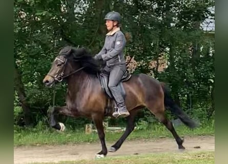 Kuc islandzki, Klacz, 6 lat, 137 cm, Ciemnogniada