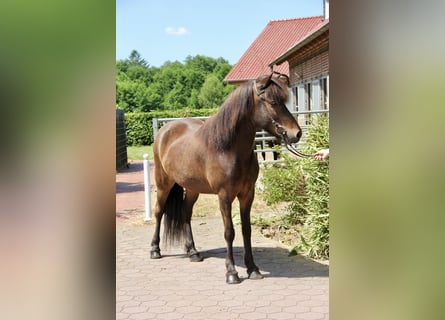 Kuc islandzki, Klacz, 6 lat, 143 cm, Gniada
