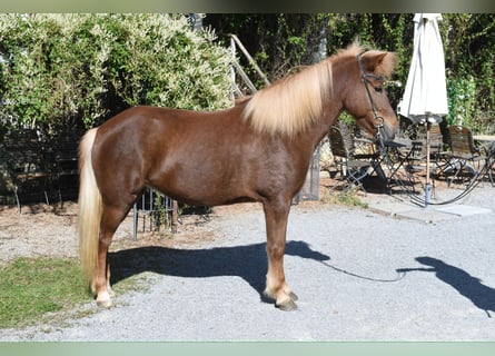 Kuc islandzki, Klacz, 6 lat, 143 cm, Kasztanowata