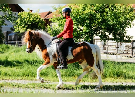 Kuc islandzki, Klacz, 6 lat, 145 cm, Srokata