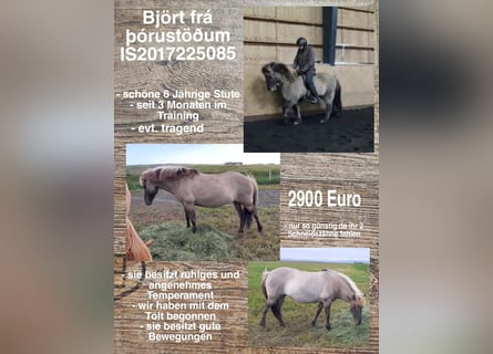 Kuc islandzki, Klacz, 6 lat