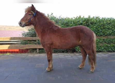 Kuc islandzki, Klacz, 7 lat, 137 cm, Kasztanowata