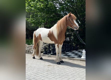Kuc islandzki, Klacz, 7 lat, 140 cm, Srokata