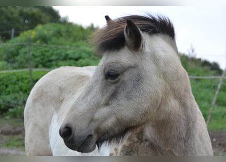 Kuc islandzki, Klacz, 7 lat, 140 cm, Tobiano wszelkich maści