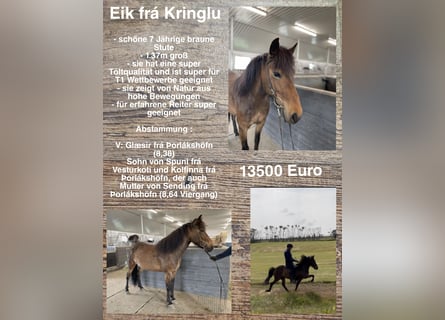 Kuc islandzki, Klacz, 7 lat, Gniada