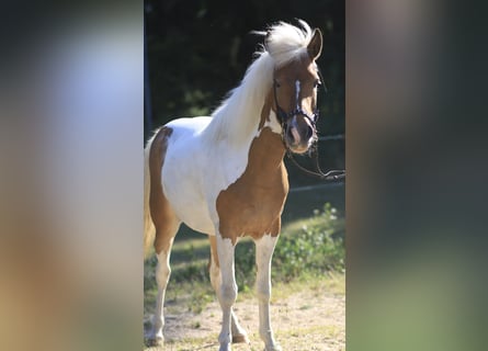 Kuc islandzki, Klacz, 8 lat, 136 cm, Srokata