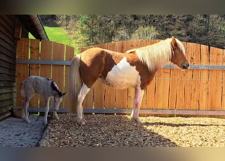 Kuc islandzki, Klacz, 8 lat, 142 cm, Srokata