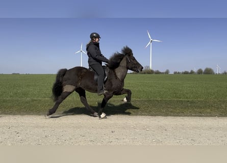 Kuc islandzki, Klacz, 9 lat, 142 cm, Kara
