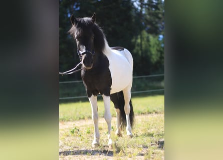 Kuc islandzki, Klacz, 9 lat, 143 cm, Srokata