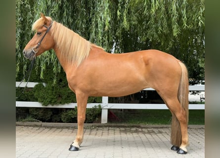 Kuc islandzki, Klacz, 9 lat, 145 cm, Kasztanowata