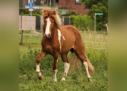 Kuc islandzki, Ogier, 2 lat, 140 cm, Srokata