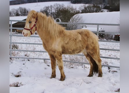 Kuc islandzki, Ogier, 5 lat, 141 cm