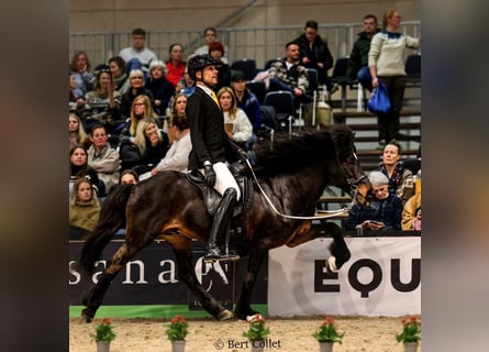 Kuc islandzki, Ogier, 20 lat, 145 cm, Gniada