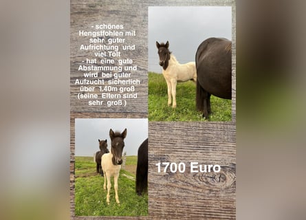 Kuc islandzki, Ogier, Źrebak (01/2023)