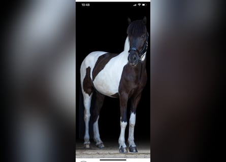 Kuc islandzki, Wałach, 11 lat, 148 cm, Srokata