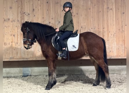 Kuc islandzki, Wałach, 13 lat, 140 cm, Gniada