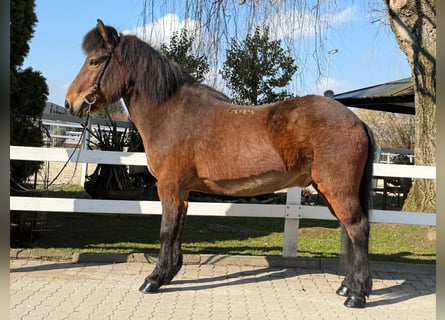 Kuc islandzki, Wałach, 14 lat, 144 cm, Gniada