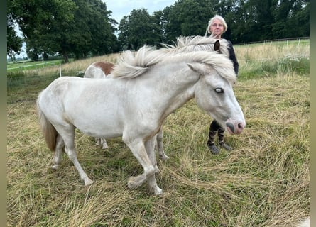 Kuc islandzki, Wałach, 3 lat, 141 cm, Srokata