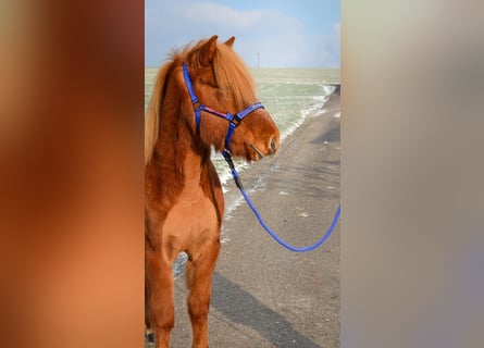 Kuc islandzki, Wałach, 5 lat, Kasztanowata