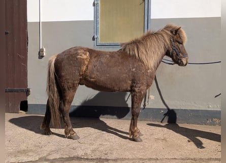 Kuc islandzki, Wałach, 6 lat, 138 cm