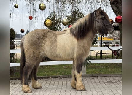 Kuc islandzki, Wałach, 6 lat, 140 cm, Srokata