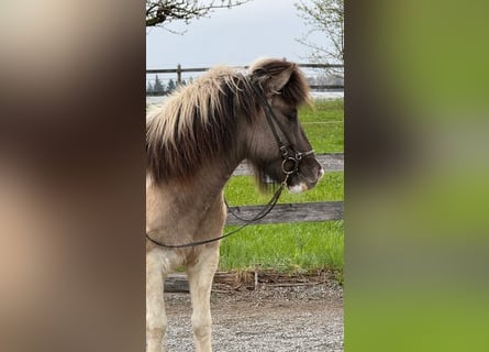 Kuc islandzki, Wałach, 6 lat, 142 cm, Srokata