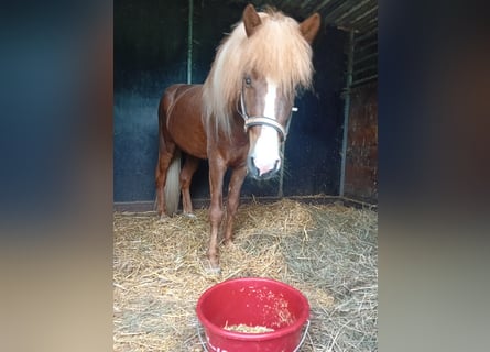 Kuc islandzki, Wałach, 7 lat, 132 cm, Kasztanowata
