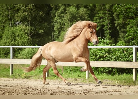 Kuc islandzki, Wałach, 7 lat, 144 cm, Bułana