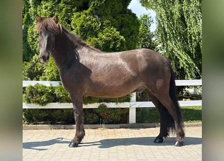 Kuc islandzki, Wałach, 7 lat, 144 cm, Kara