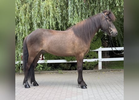 Kuc islandzki, Wałach, 9 lat, 146 cm, Kara