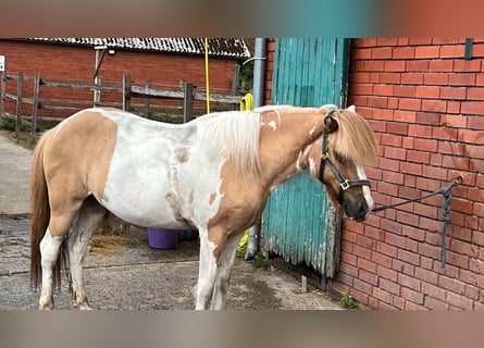 Kuc islandzki, Wałach, 16 lat, 148 cm, Srokata