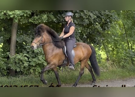 Kuc islandzki, Wałach, 5 lat, 138 cm, Gniada