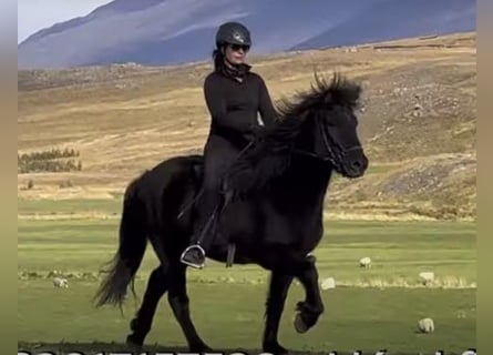Kuc islandzki, Wałach, 6 lat, 145 cm, Kara