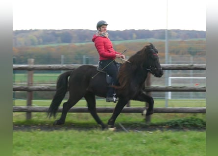 Kuc islandzki, Wałach, 7 lat, 140 cm, Kara