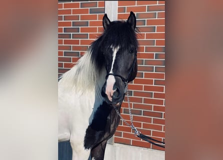 Kuc islandzki, Wałach, 7 lat, 147 cm, Srokata