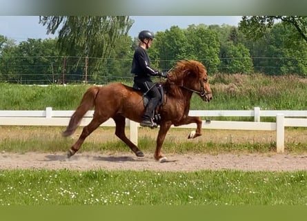 Kuc islandzki, Wałach, 9 lat, 136 cm, Kasztanowata